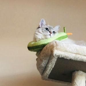 Meet your Posher, Kimmy